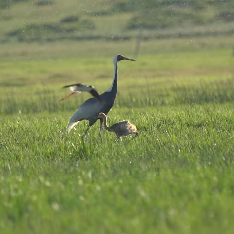草原纪行之三——草甸上的“领地之战”