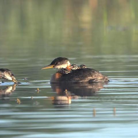 草原纪行之四——瞧这赤颈（piti)一家子