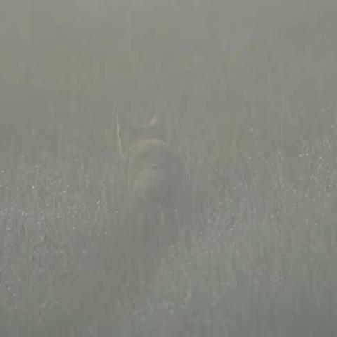 草原纪行之五——贡格尔草原沙狐的故事