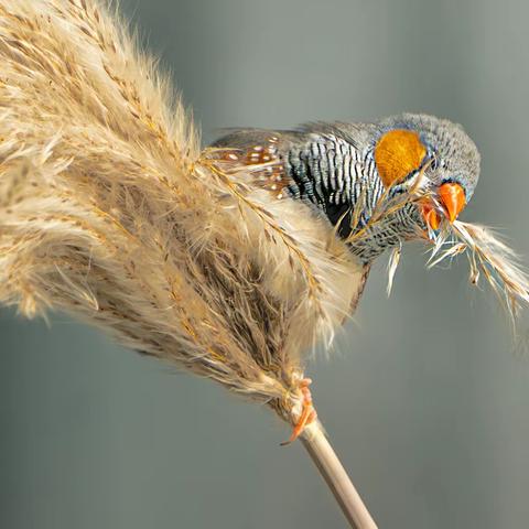 十年观鸟拍鸟路 一程风雨一程欢——我镜头中的精灵（二）