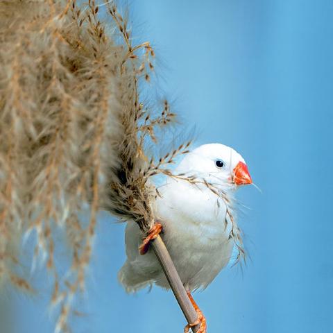 十年观鸟拍鸟路 一程风雨一程欢——我镜头中的精灵（三）