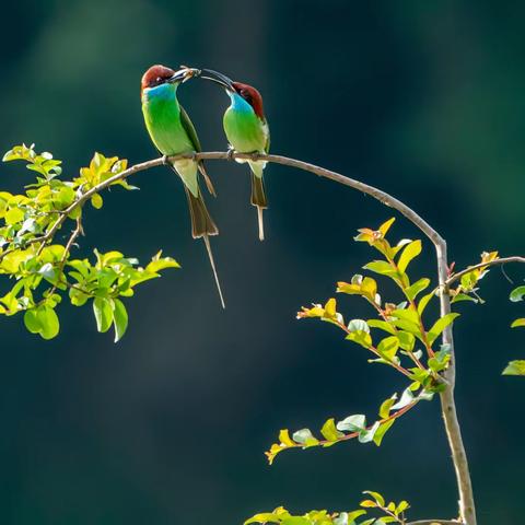 十年观鸟拍鸟路  一程风雨一程欢——我镜头中的精灵（一）