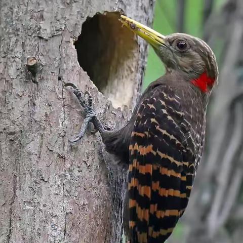 鸟类定义与特征‌： 鸟是脊椎动物亚门的一纲，身体呈流线型，皮肤薄而有韧性，体表覆羽毛，一般前肢变成翼，胸肌发达，直肠短，心脏有两心房和两心室，体温恒定‌