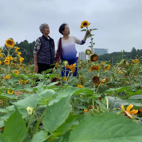 湖南省植物园葵花盛开