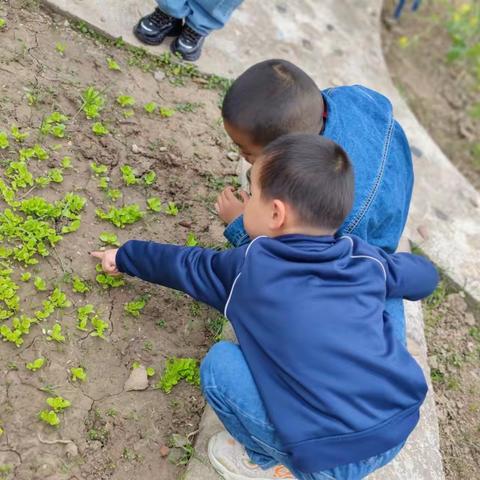 【学华幼儿园小二班】你好，虫虫——小二班特色活动