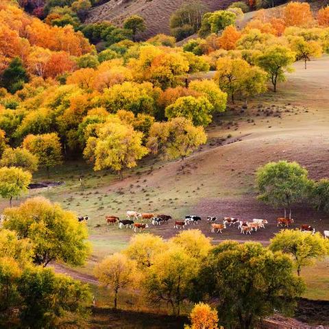 2023年9月23日至29日（七天六晚） 坝上秋色、金山岭长城摄影团