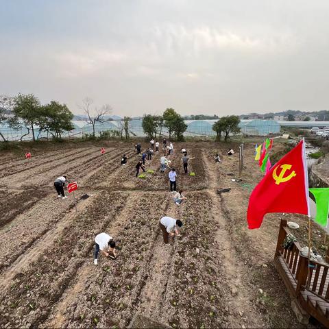 主题党日进菜园，滴滴汗水显初心