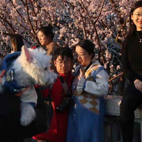桃花盛开的京城二环