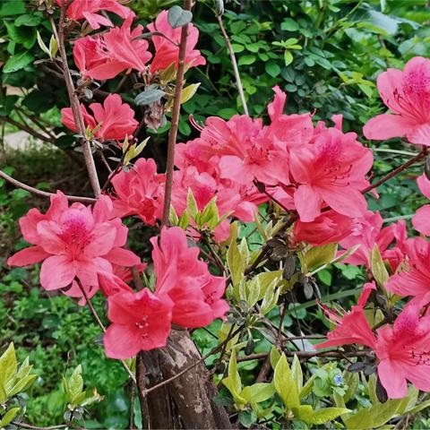 泾县诗词学会清明专刊