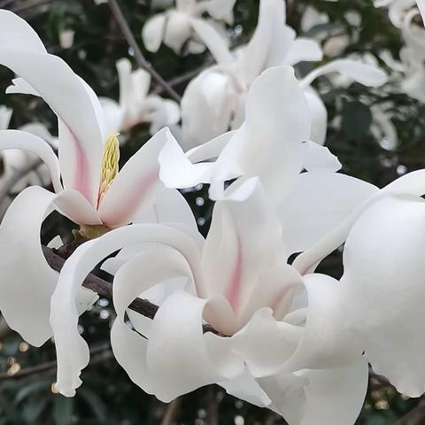 春风春雨过清明 泾县诗词学会清明节专刊