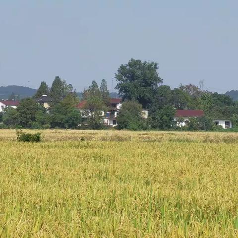秋咏庆丰收      泾县诗词学会会员作品选