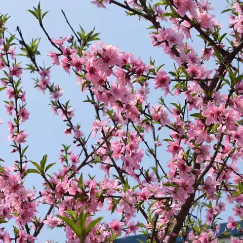 以诗词韵律  赞巾帼芳华 泾县诗词学会庆祝三八妇女节专刊