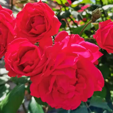 春晖遗寸草 母爱泽无疆 ——泾县诗词学会会员作品选