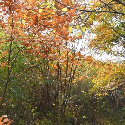 秋  咏 2025年第4辑