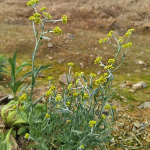 2203班春耕小记3