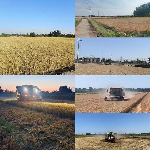 奋战“三夏”，保驾护航——岳城镇工作周报（6月5日-6月11日）