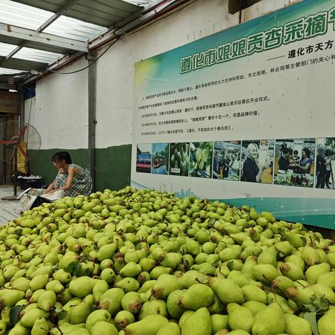 相古庄村“爱家 爱生活”为主题邻里节采摘活动