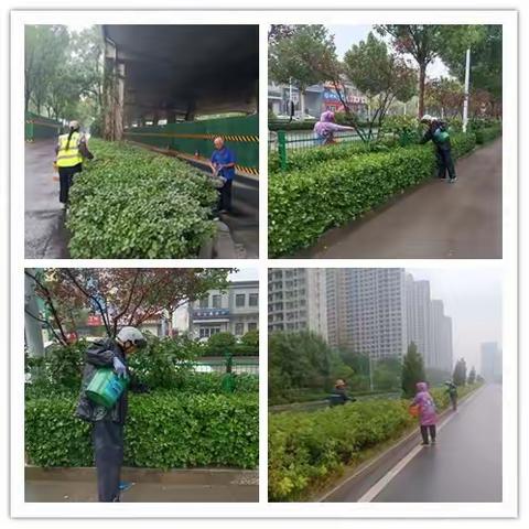 天桥区“借雨施肥”，提升夏季绿化管养效果