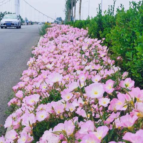 【花会沿路盛开 未来的路也是】济宁玉禾田伴您“走花路”