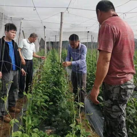 县现代农业发展服务中心开展豇豆防虫网+绿色防控技术指导及发放绿色防控物资工作