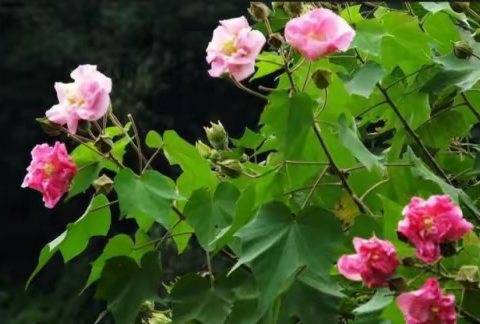 五言古韵-芙蓉