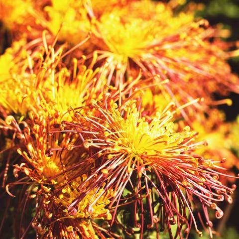 菊花 --- --- 待到秋来九月八，我花开后百花杀，冲天香阵透长安，满城尽带黄金甲。