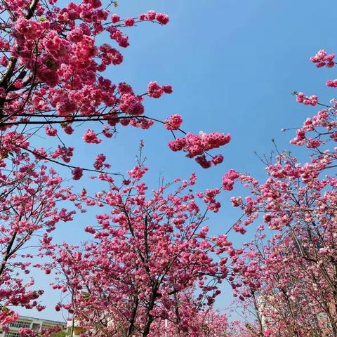 草长“樱”飞 浪漫校园——文山市第一中学樱花季