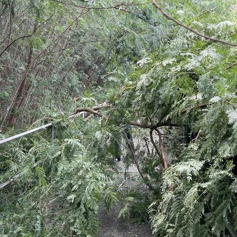 20230904日隧道3标清理隧道通道洞顶植被树木