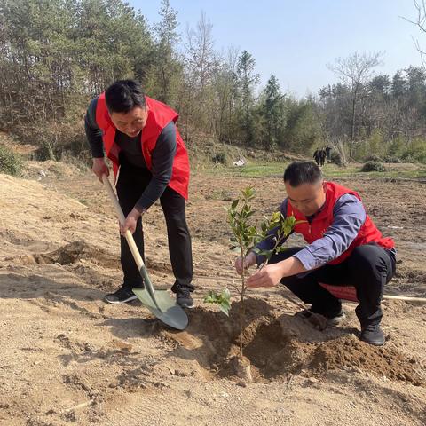 “植”此青绿 不负春光——吴河乡开展义务植树活动