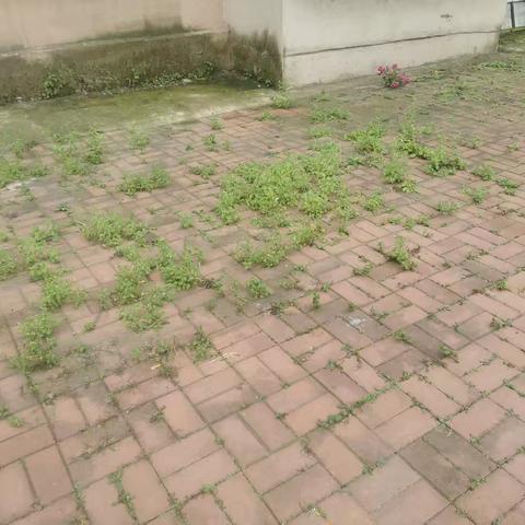 美化社区环境 践行为民初心