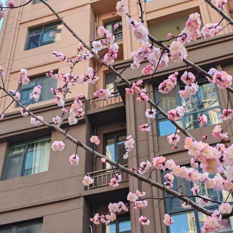 正美物业碧海青城物业服务中心3月份服务报告
