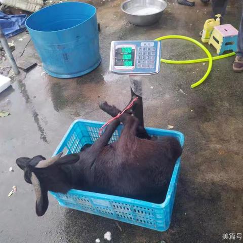 情暖重阳，爱润桑榆——昌洒镇新时代文明实践所开展“我们的节日·重阳节”﻿志愿服务活动