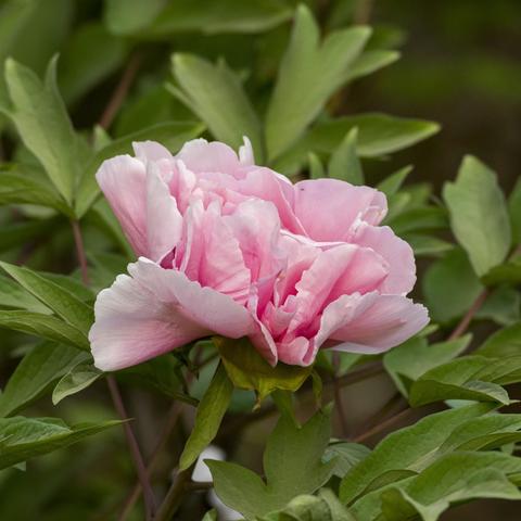 双花并茂