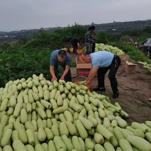 蔬菜喜丰收  爱心捐赠暖人心铜川瑞合鸿丰农业发展有限公司向印台区慈善协会捐赠蔬菜5000斤