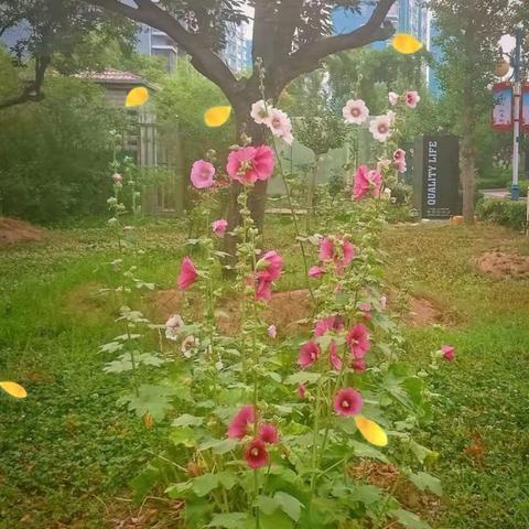 致柳青齐鲁园小区业主的一封信
