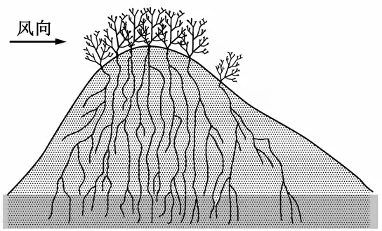 柽柳灌丛沙丘剖面