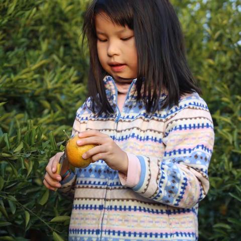 采柑季-天马大红柑