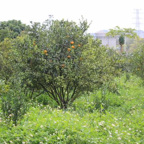 轻轨站下的东甲大红柑