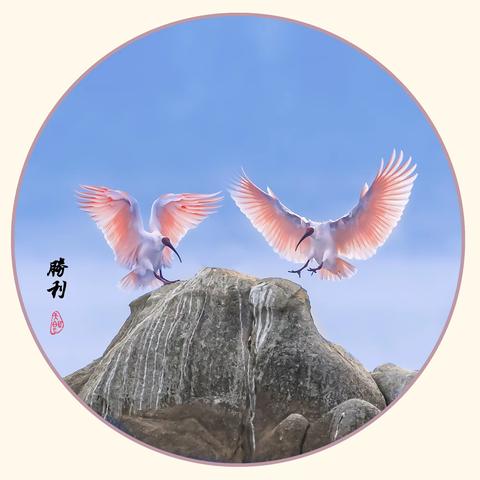 第十一天   3月22日   朱鹮啼晓迎晨曦，油菜花海醉春风