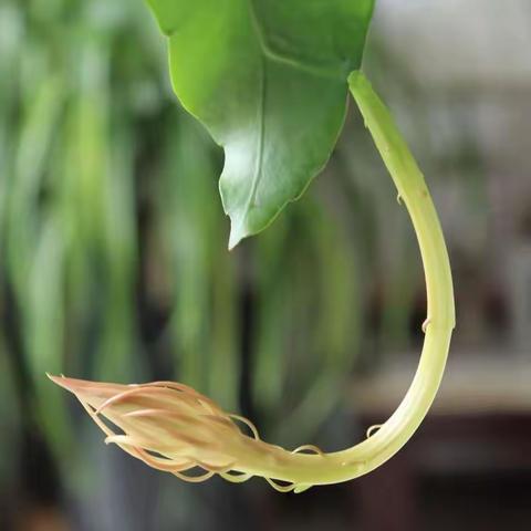 一瞬芳华  永驻心田 杨延富