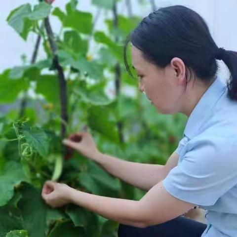 【太林支行】满园青绿关不住，这样的小菜园！爱了！