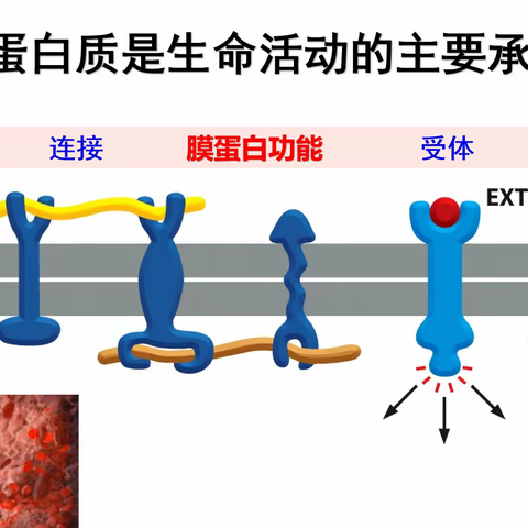 公开课——蛋白质是生命活动的主要承担者