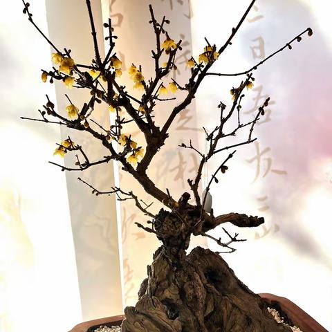 2023春节颐和园梅花展