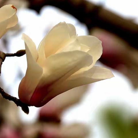 20230323玉兰