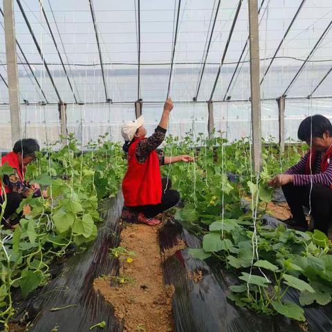 孝直镇东白庄村——“三八”妇女节，巾帼绽芳华