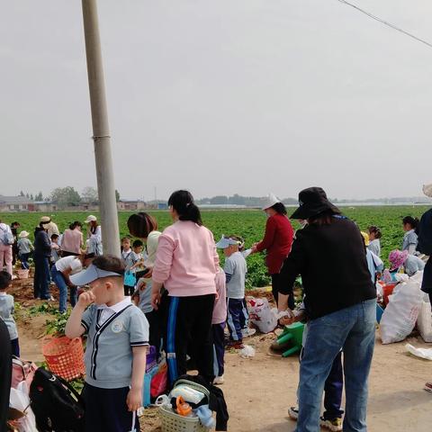 【东白庄村】平阴县实验幼儿园对接东白庄村承包小地块土豆