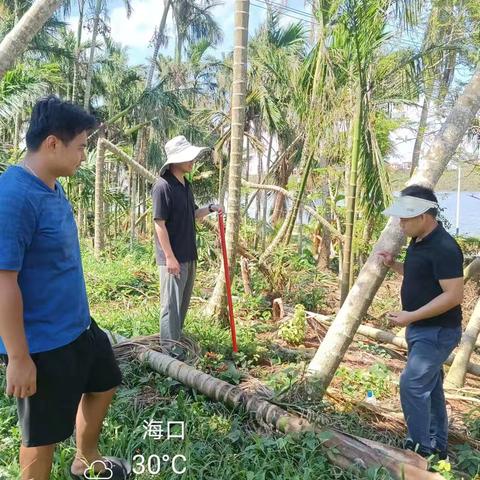 乐东县对口帮扶琼山区灾后农业生产工作简讯（第3期）