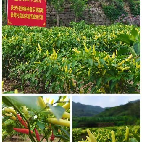 【山水画廊 宜居垛庄】支部领办合作社　辣椒映红振兴路