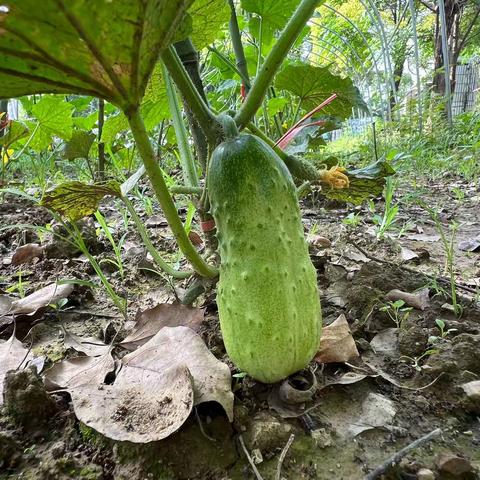 我们同蔬菜种子一同成长！ “太空种子”种植养护活动