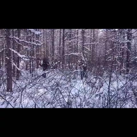 冰天雪地中的森林抚育外业调查